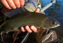  Foto de Pesca con Mosca de Grayling compartida por Black Fly Eyes Flyfishing – Fly dreamers