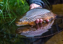 Black Fly Eyes Flyfishing 's Fly-fishing Pic of a Brown trout – Fly dreamers 