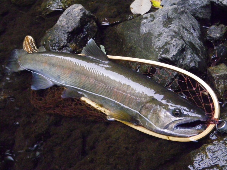 Client trophy Yamame.45cm!
Land locked Cherry salmon.
Caught by client from U.S.A.