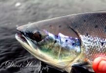  Foto de Pesca con Mosca de Salmo salar compartida por David Hartlin | Fly dreamers