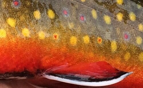 Gorgeous backcountry Brookie :)