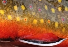  Imagen de Pesca con Mosca de Brookie compartida por Max Sisson – Fly dreamers