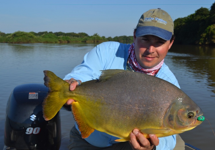 Colorful Pacu from the Upper Parana River