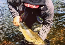 Alexander Lexén 's Fly-fishing Image of a Brown trout – Fly dreamers 