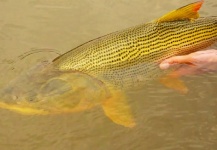 Golden Dorado Fly-fishing Situation – Chip Drozenski shared this () Image in Fly dreamers 