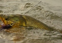 Golden Dorado Fly-fishing Situation – Chip Drozenski shared this Pic in Fly dreamers 