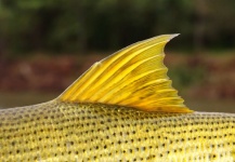 Good Fly-fishing Situation of Golden Dorado shared by Chip Drozenski 