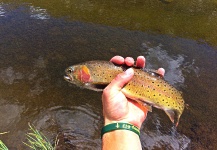 Max Sisson 's Fly-fishing Photo of a Oncorhynchus clarkii henshawi – Fly dreamers 