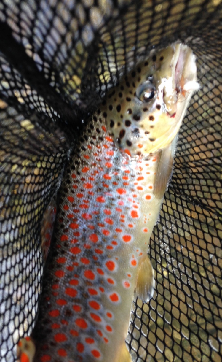 Tiber brown trout!!!!