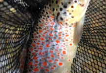 Giampiero Patrizi 's Fly-fishing Picture of a German brown – Fly dreamers 