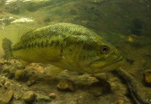 Fly-fishing Image of Largemouth Bass shared by Kevin Feenstra – Fly dreamers
