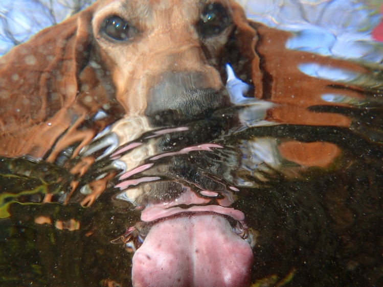 My hound dog taking a drink in the fishing hole