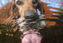  Foto de Situación de Pesca con Mosca por James Meyer – Fly dreamers