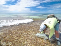 Fly fishing picture