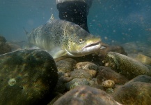  Fotografía de Pesca con Mosca de Trucha marrón compartida por Andes Drifters – Fly dreamers