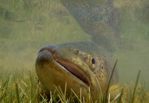 Fly-fishing Image of Brown trout shared by Andes Drifters – Fly dreamers