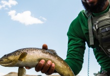 Fly-fishing Pic of Brown trout shared by Scenic Rivers Fly Fishing – Fly dreamers 