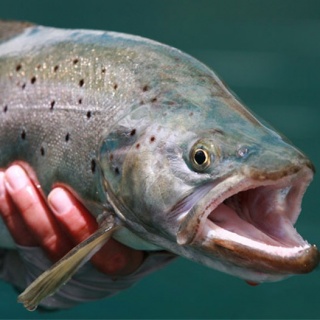 Fly fishing for brown trout -  Yelcho en la Patagonia Lodge