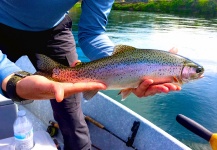 Tom Goodwin 's Fly-fishing Pic of a Rainbow trout – Fly dreamers 