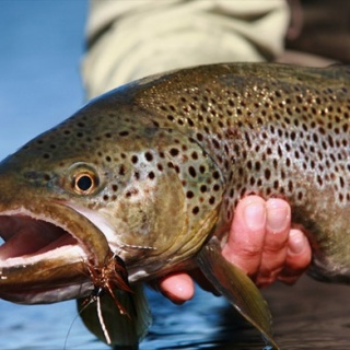 Brown trout -  Yelcho en la Patagonia Lodge