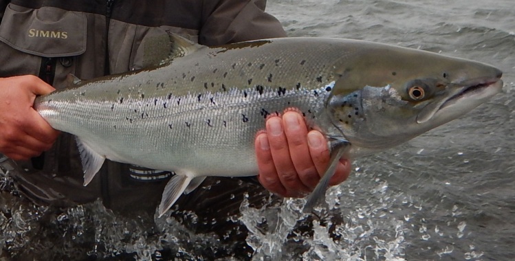 West Ranga - <a href="http://anglers.is/index.php/salmon-rivers/west-ranga-river">http://anglers.is/index.php/salmon-rivers/west-ranga-river</a>