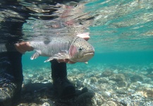  Foto de Pesca con Mosca de Trucha arcoiris compartida por Andes Drifters – Fly dreamers