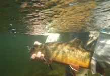  Situación de Pesca con Mosca de eastern brook trout – Imagen por Christopher Biggar en Fly dreamers