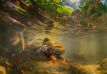 Fly-fishing Image of Smallmouth Bass shared by Kevin Feenstra – Fly dreamers