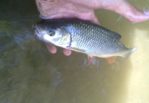 Fly-fishing Photo of Chub shared by Henrik Megyer – Fly dreamers 