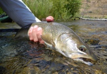 Fly-fishing Photo of Western brook trout shared by Robby Gaworski – Fly dreamers 