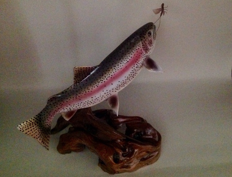 14 inch Rainbow Trout jumping for. Mayfly.