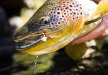 Andes Drifters 's Fly-fishing Image of a Brown trout – Fly dreamers 