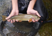 Luke Alder 's Fly-fishing Image of a Cutthroat – Fly dreamers 