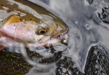 Luke Alder 's Fly-fishing Picture of a Cutthroat – Fly dreamers 