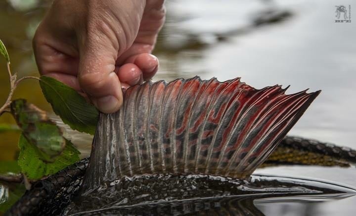 Grayling - one of the most beautiful fish ...