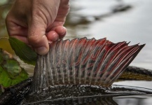 Black Fly Eyes Flyfishing 's Fly-fishing Catch of a Thymallus arcticus – Fly dreamers 