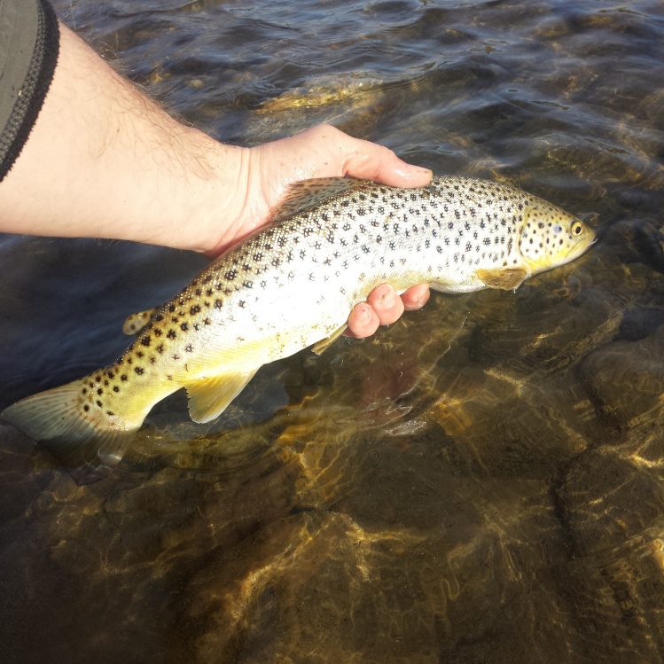 Nice Spots on this Bow River Brown