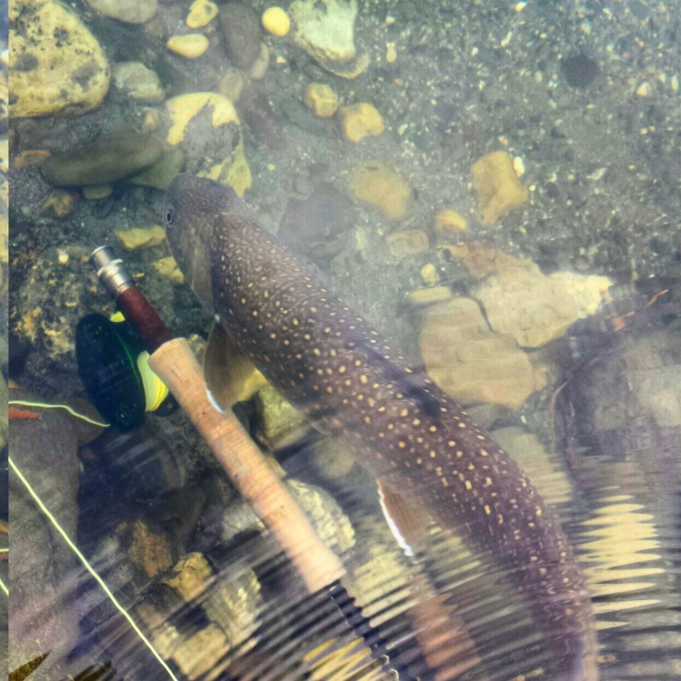 Nice spots on this Bull Trout