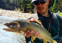 Fly-fishing Photo of Cutthroat shared by Greg Rieben – Fly dreamers 