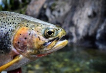 Fly-fishing Picture of Oncorhynchus clarkii henshawi shared by Greg Rieben – Fly dreamers