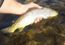 Greg Rieben 's Fly-fishing Photo of a Brown trout – Fly dreamers 