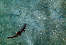  Imagen de Pesca con Mosca de Trucha de arroyo o fontinalis por Andes Drifters – Fly dreamers