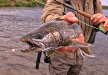 Mikey Wright 's Fly-fishing Photo of a Dolly Varden – Fly dreamers 