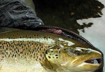 Alexander Lexén 's Fly-fishing Catch of a Brown trout – Fly dreamers 