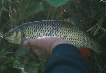 Some chub porn from Lithuania