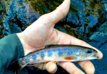  Foto de Pesca con Mosca de Trucha de arroyo o fontinalis compartida por David Henslin – Fly dreamers