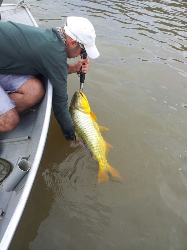 Nice Golden in the South of Brazil!