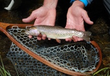 Creek Fishing Lizard Head Pass, Colorado