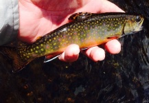  Captura de Pesca con Mosca de Trucha de arroyo o fontinalis por Walter Engelke – Fly dreamers