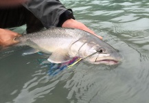  Foto de Pesca con Mosca de Bull trout compartida por Kevin Hardman – Fly dreamers